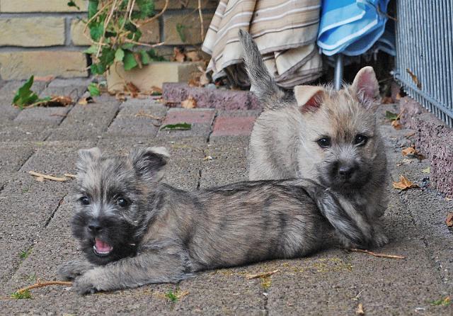 Fynn als Welpe 080.jpg